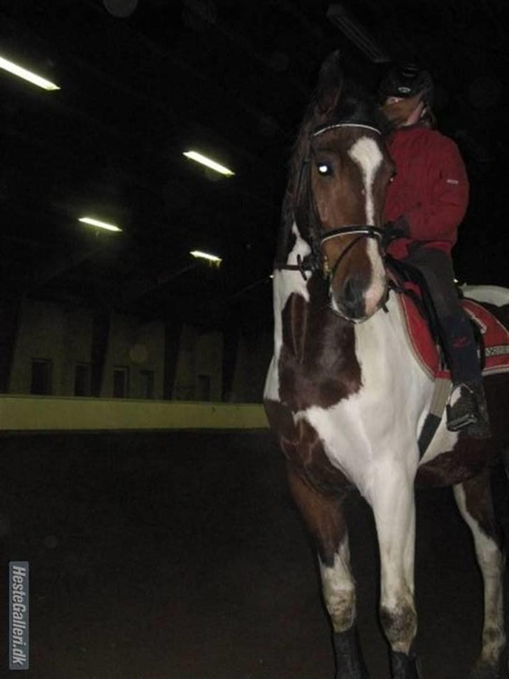 Pinto Hoelgaard´s Ferrari Enzo  - Smukke hesti ;D Foto : Michelle Jørgensen billede 15