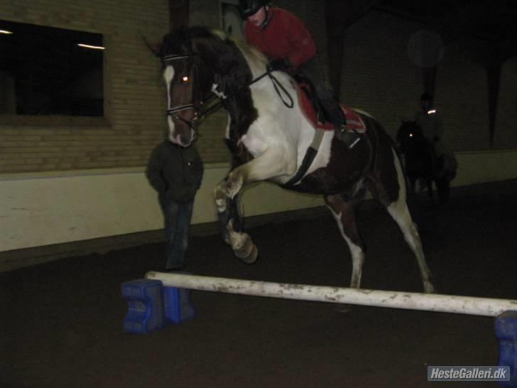 Pinto Hoelgaard´s Ferrari Enzo  - Samme ^^tag jer ikke af mig ;D  han springer mig bare meget ud af sadlen da han springer til  Foto : Michelle :D billede 17