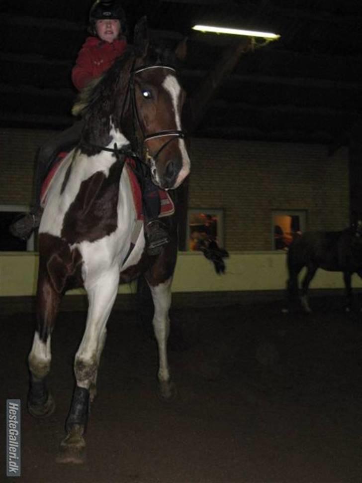 Pinto Hoelgaard´s Ferrari Enzo  - Ved og trave Enzo AF <3 billede 19