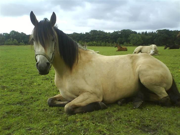 Anden særlig race Shanon´<3 Solgt...  - Nårrh. :D  billede 20