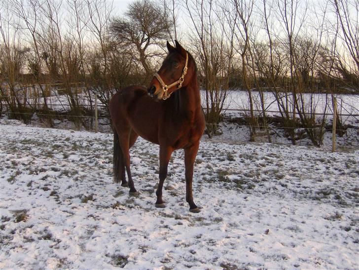 Anden særlig race Chandor( solgt) - her står han en vinter dag, og kigger over markerne:)  billede 4