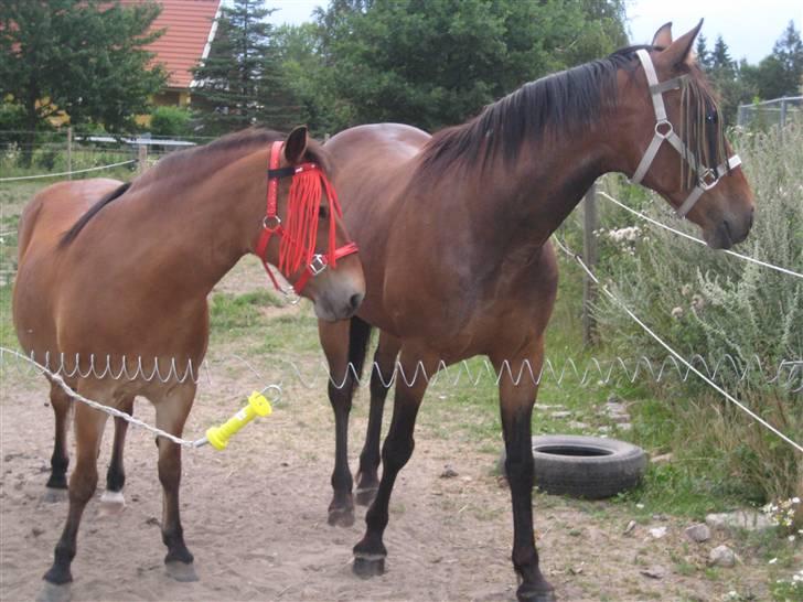 Traver Emcey billede 16