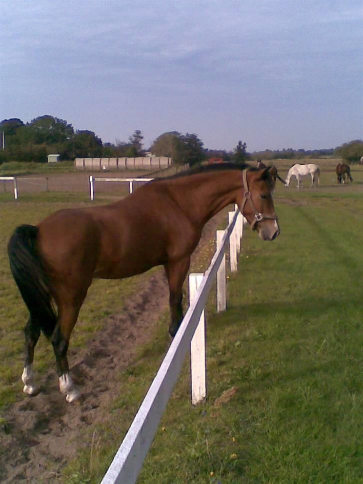 Welsh Pony (sec B) Bøgelygårds Martell - smukke martell. Foto: Freja Nielsen. billede 12