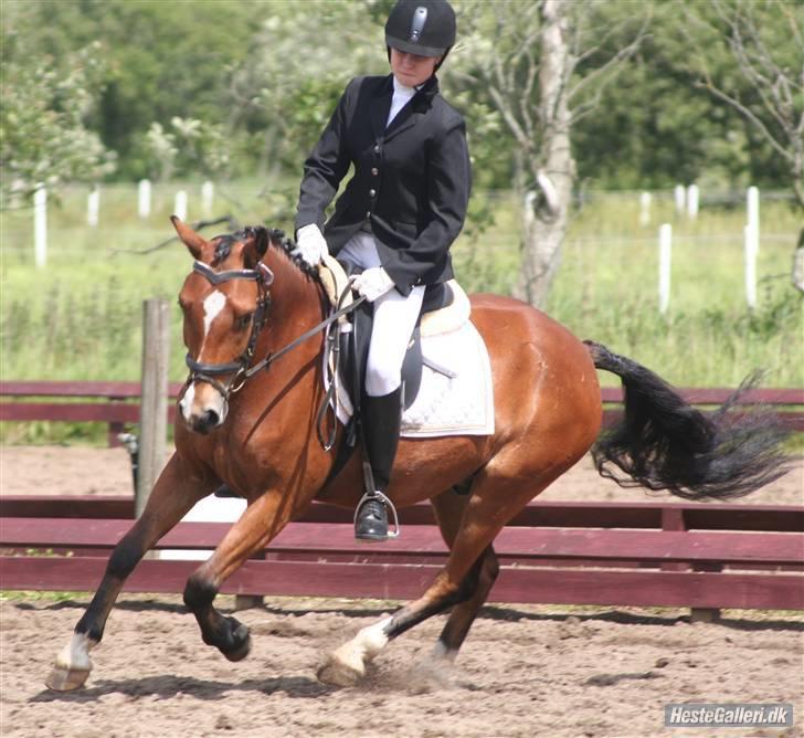 Welsh Pony (sec B) Bøgelygårds Martell - in action billede, fra stævne d. 20/6  :D foto : Anne-Grethe billede 13