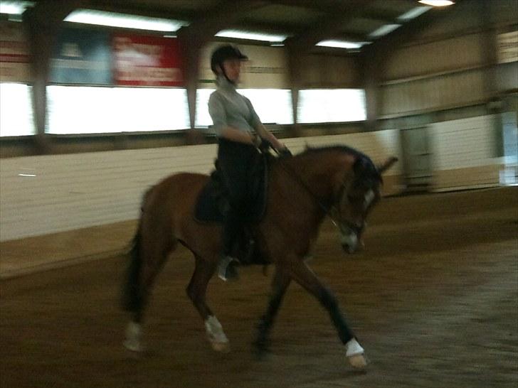 Welsh Pony (sec B) Bøgelygårds Martell - Når han endelig går dressur gør han det godt ;-D Foto: Sofie Bonde Jakobsen (søster) billede 15