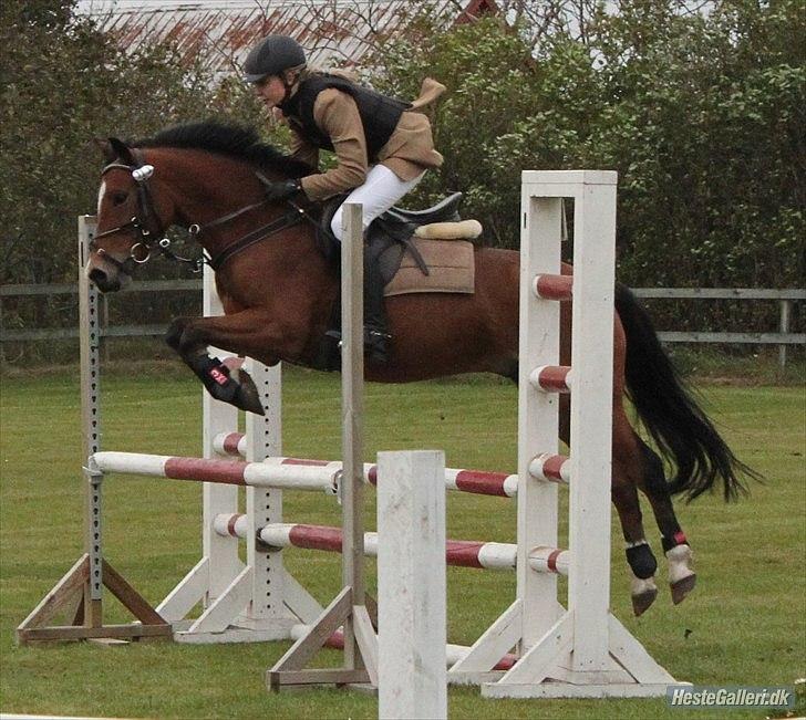 Welsh Pony (sec B) Bøgelygårds Martell - LB** i nejst. Foto: Nathalie Dahl Jeppesen. <3 billede 16