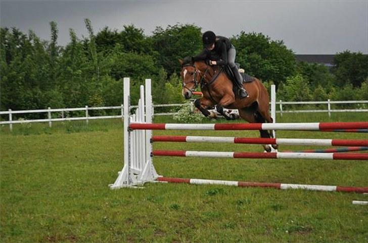 Welsh Pony (sec B) Bøgelygårds Martell - Ligger godt over (: Foto: Dorthe Rothmann (: billede 18