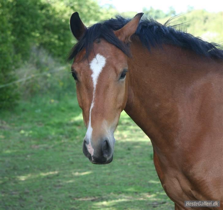 Welsh Pony (sec B) Bøgelygårds Martell - Verdens smukkeste, sødeste og aller aller bedste pony! :) Foto: Anne Grethe billede 19