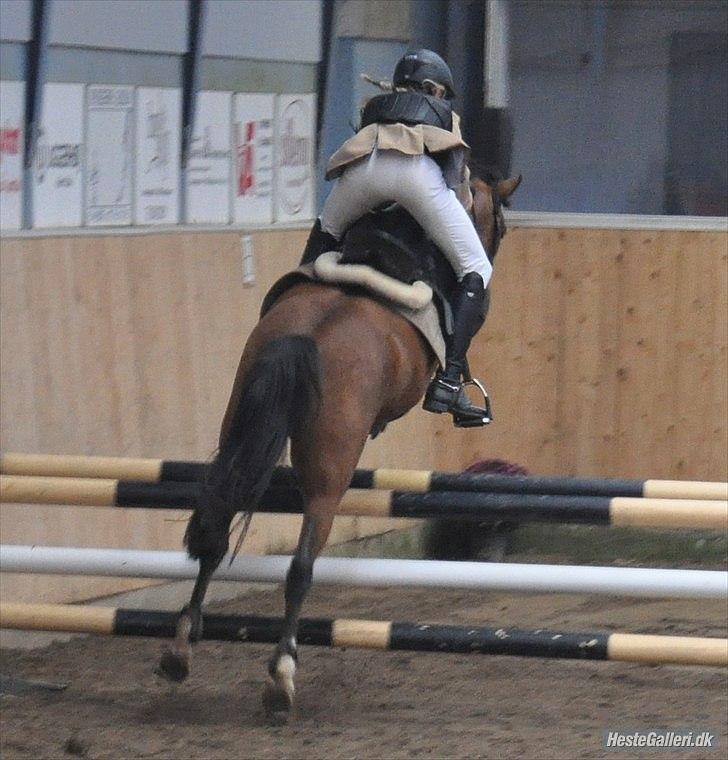 Welsh Pony (sec B) Bøgelygårds Martell - Når enden er god er alting godt! LA** FRK c-stævne. Foto: Nathalie Dahl Jeppesen. billede 20