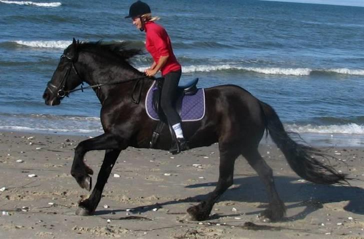 Frieser Oukje (Nellie) - Nellie og mor i fuldt firspring billede 3