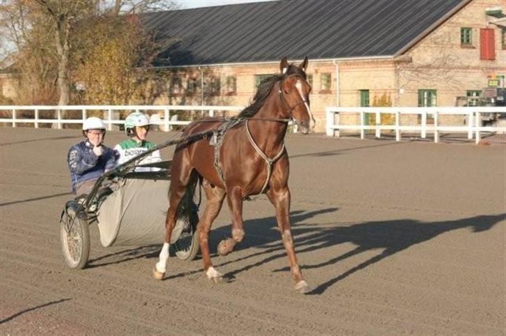 Traver Montana Sølvtop billede 11