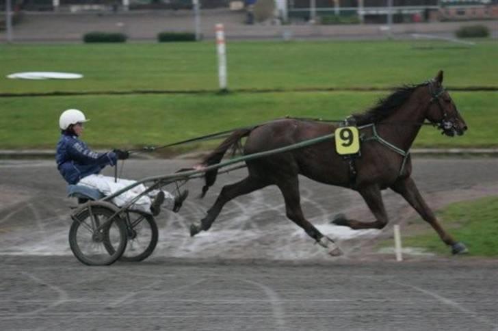 Traver Montana Sølvtop billede 12