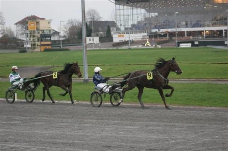 Traver Montana Sølvtop - Montana og jeg varmer op til løb :) billede 15