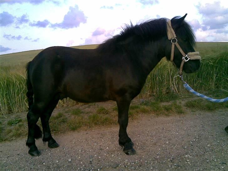 Shetlænder Tøffe billede 1