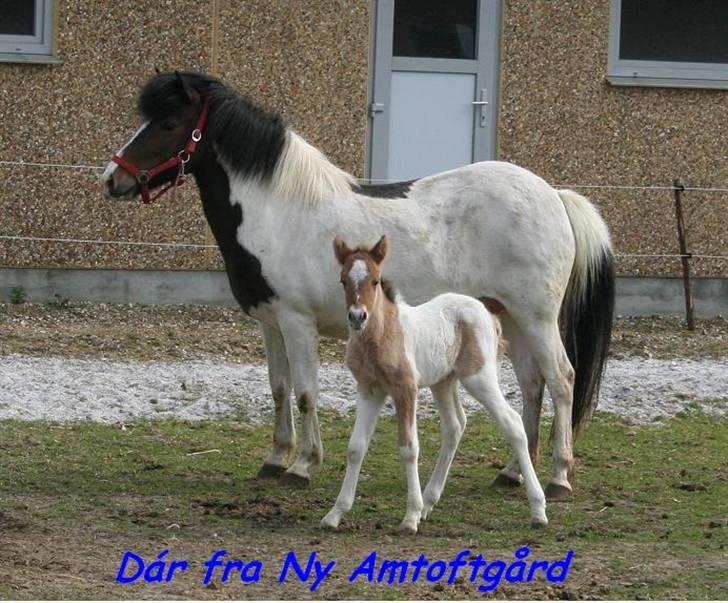 Islænder Dár fra Nyamtoftgård - Hejsa velkommen til min profil billede 1