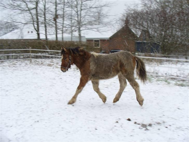 Islænder Dár fra Nyamtoftgård - Ude og hygge i snevejr billede 3