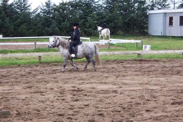 Anden særlig race BENT - Stævne i skæve, det første Bent er til, og det 3. jeg er til ;-)<3 billede 8