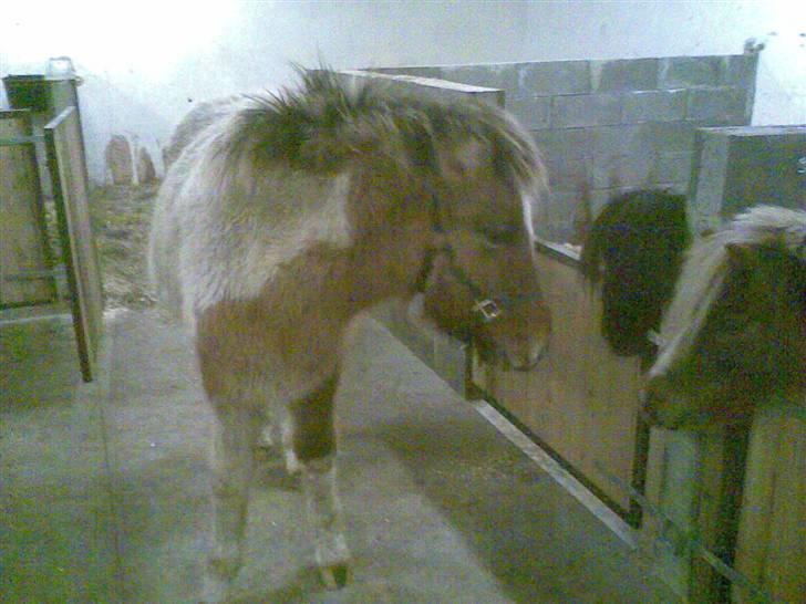 Islænder Dár fra Nyamtoftgård - Hejsa tøser :-) billede 8