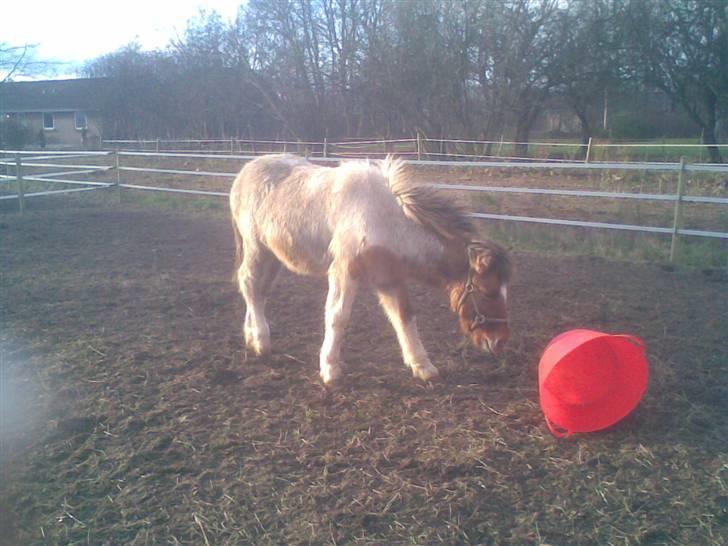 Islænder Dár fra Nyamtoftgård - HI HI jeg har stjålet min mors hø balje billede 10