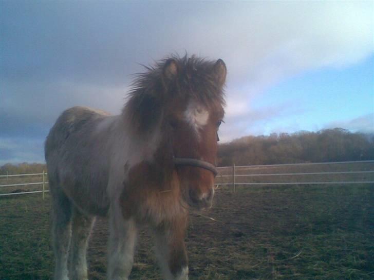 Islænder Dár fra Nyamtoftgård - Du ser lidt farlig ud billede 11