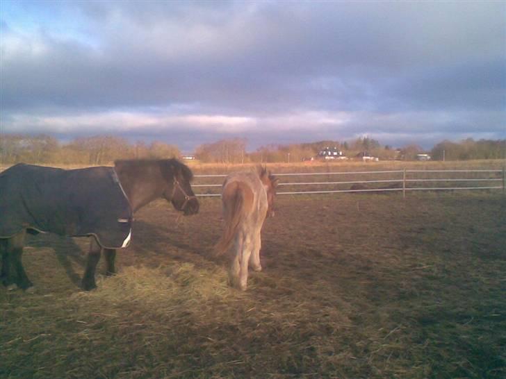 Islænder Dár fra Nyamtoftgård - HA HA HA kan du se min numse :-) :-) billede 12