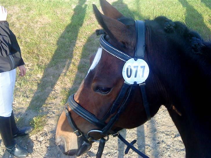 DSP Sir Anton Marron - Skaaten til stævne<33 billede 15