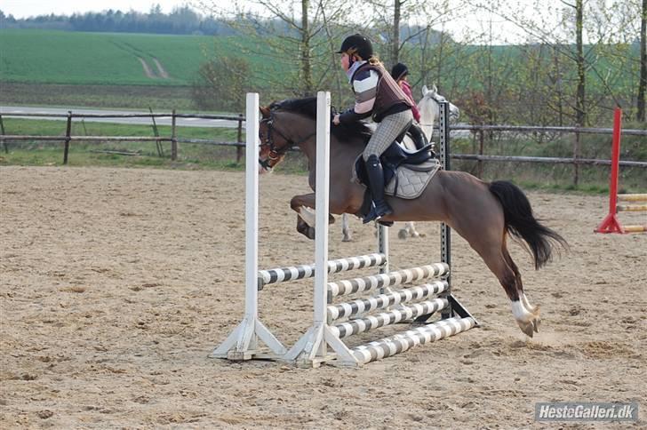 Welsh Pony af Cob-type (sec C) FOKUS - Fokus og Jeg - Spring træning, KOOR ;D billede 2