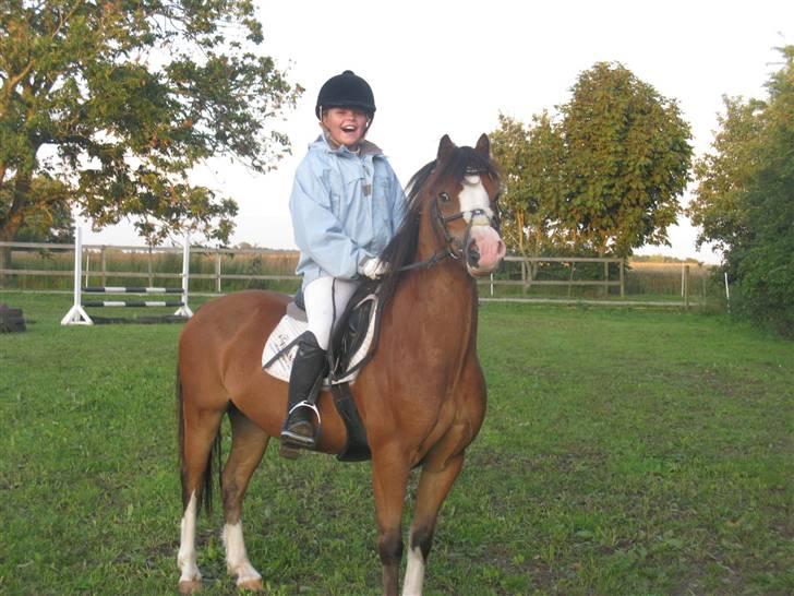 Welsh Pony af Cob-type (sec C) FOKUS - Fokus og jeg - Træning hjemme 09. billede 3