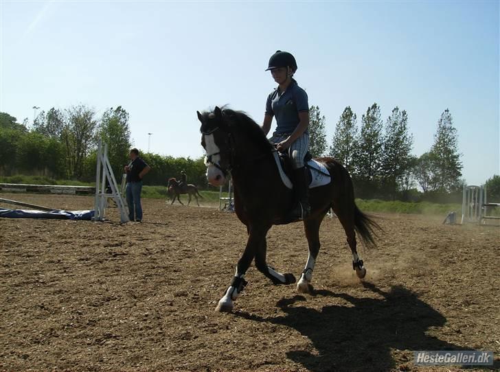 Welsh Pony af Cob-type (sec C) FOKUS - Fokus og Mona Holm - Springtræning 08. billede 7
