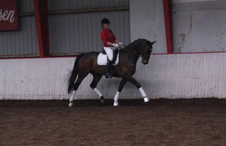 Dansk Varmblod Midt-West Di Caprio R.I.P - Fotograf: Charlotte billede 1