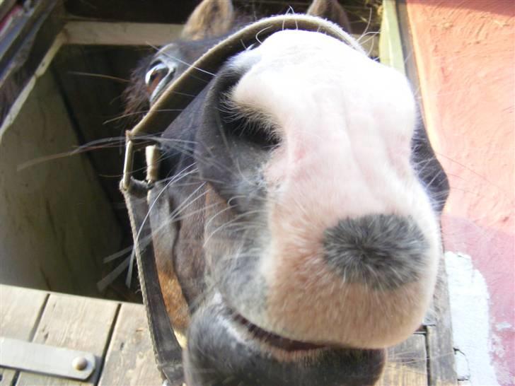 Connemara Sylvia | RIDER IKKE MERE - "Hvad er det du har der? Må jeg lige smage på det?" Foto: Mig billede 18