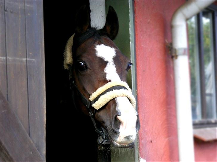 Connemara Sylvia | RIDER IKKE MERE - Sylvia i sin boks! Hun er bare så nuttet | Foto: Mig! | MÅ IKKE KOPIERES! billede 19