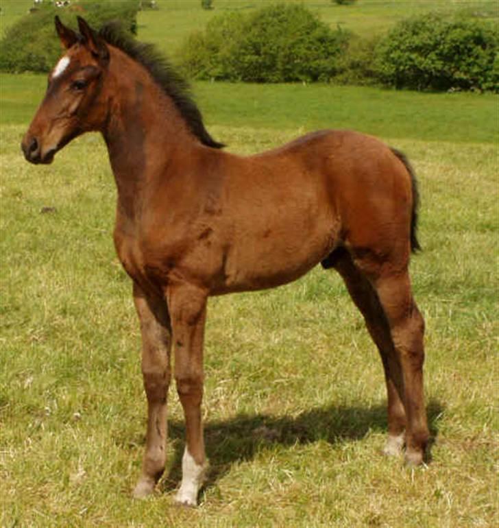 Dansk Varmblod Midt-West Di Caprio R.I.P - Fotograf: Stutteri Midt-West. Di Caprio som føl  billede 2