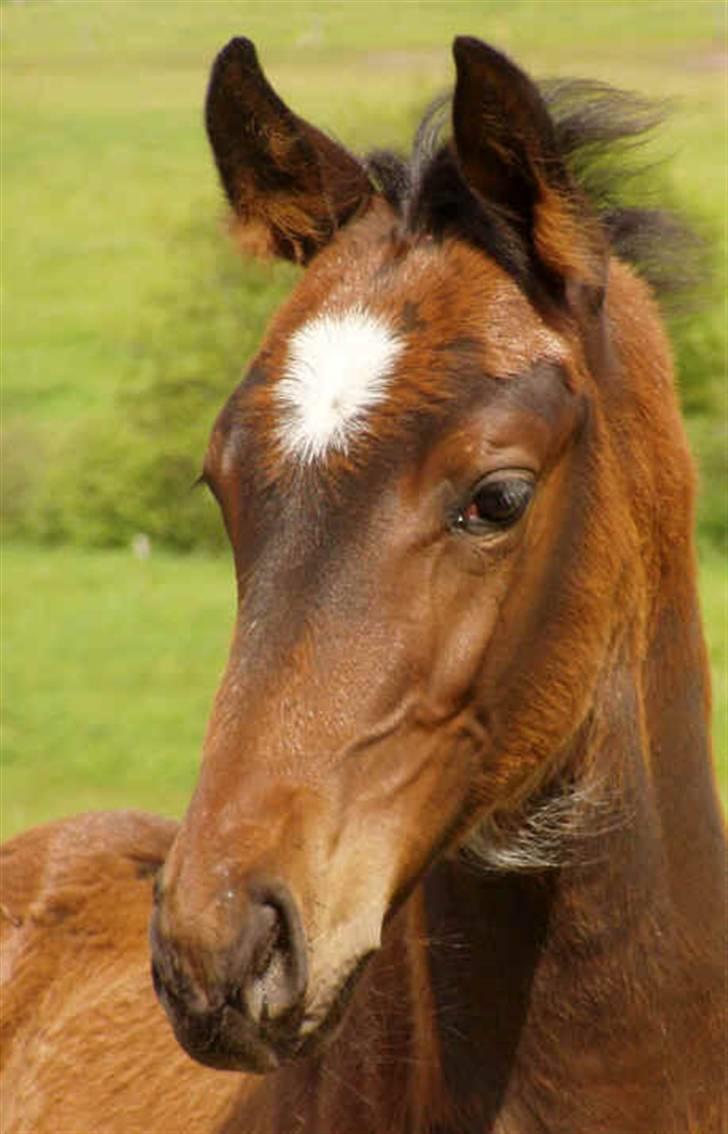 Dansk Varmblod Midt-West Di Caprio R.I.P - Fotograf: Stutteri Midt-West. Di Caprio som føl  billede 3