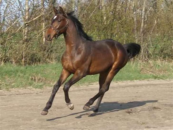 Dansk Varmblod Midt-West Di Caprio R.I.P - Fotograf: Stutteri Midt-West. Di Caprio som ca. 1åring billede 4