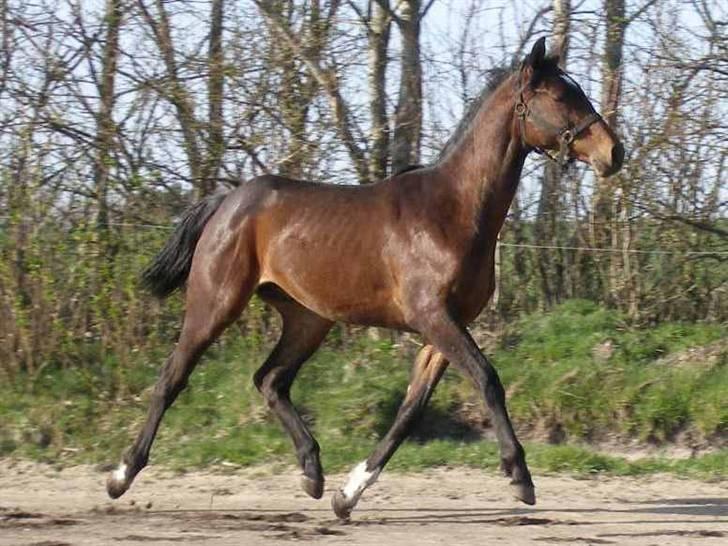 Dansk Varmblod Midt-West Di Caprio R.I.P - Fotograf: Stutteri Midt-West. Di Caprio som ca. 1åring billede 5