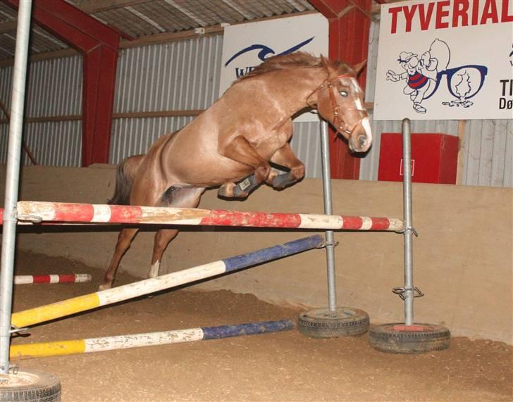 Anden særlig race SWEET CHERRY {b-pony} - 2008 billede 10