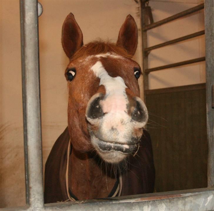 Anden særlig race SWEET CHERRY {b-pony} - 2008 billede 13