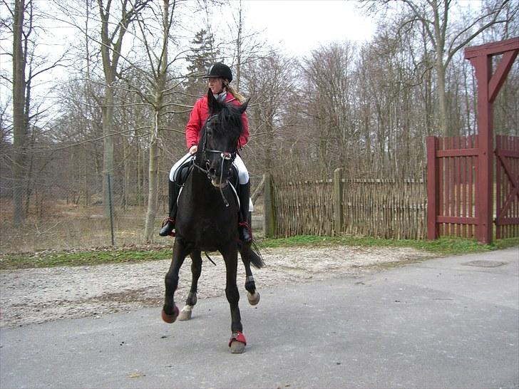 Dansk Varmblod Ascot (Aflivet) RIP - En meget dansende hest efter jagten :) billede 2