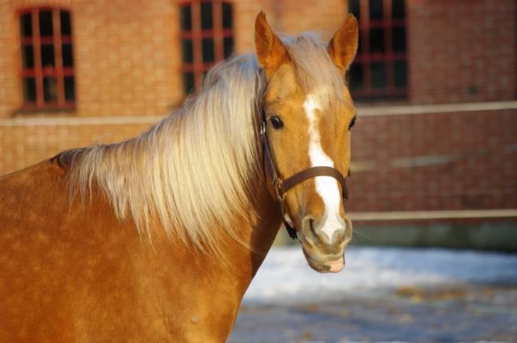 Palomino Lykkesholm's Smeagel billede 12