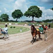 Gotlandsruss Tarpan's Ikon R.I.P