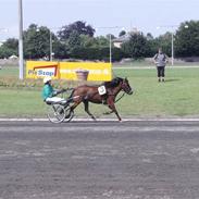 Gotlandsruss Tarpan's Ikon R.I.P