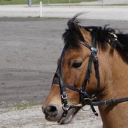 Anden særlig race Jerry Part gl. part