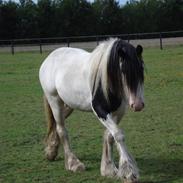 Irish Cob Mac Chass