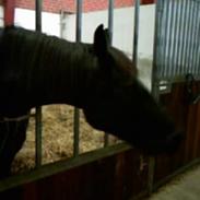 Anden særlig race Roco