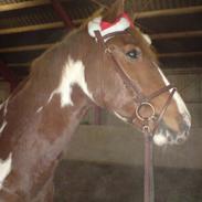 Anden særlig race Pinaro - (SOLGT)