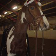 Anden særlig race Pinaro - (SOLGT)