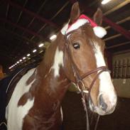 Anden særlig race Pinaro - (SOLGT)