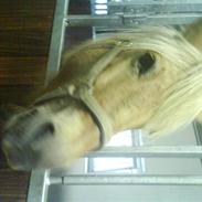 Anden særlig race freja frjsen 