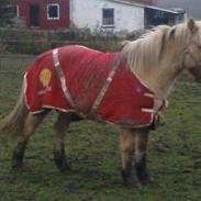 Anden særlig race freja frjsen 